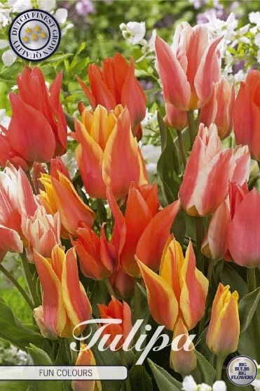 Tulip Fun Colors 5-pakning